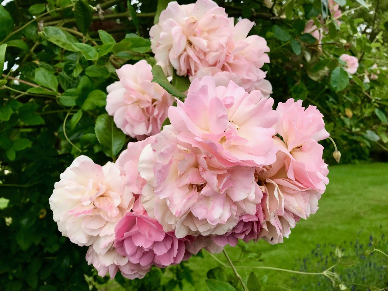 multiple heads of pink roses