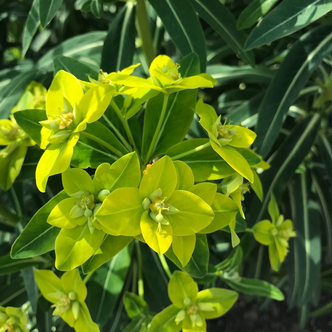 lime green euphorbias