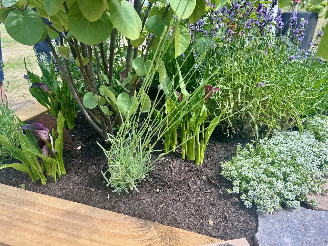 A closer look at the garden's planting