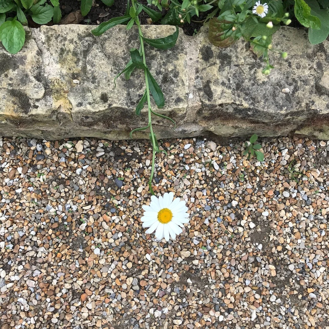 A lone flower sneaking out of the bed