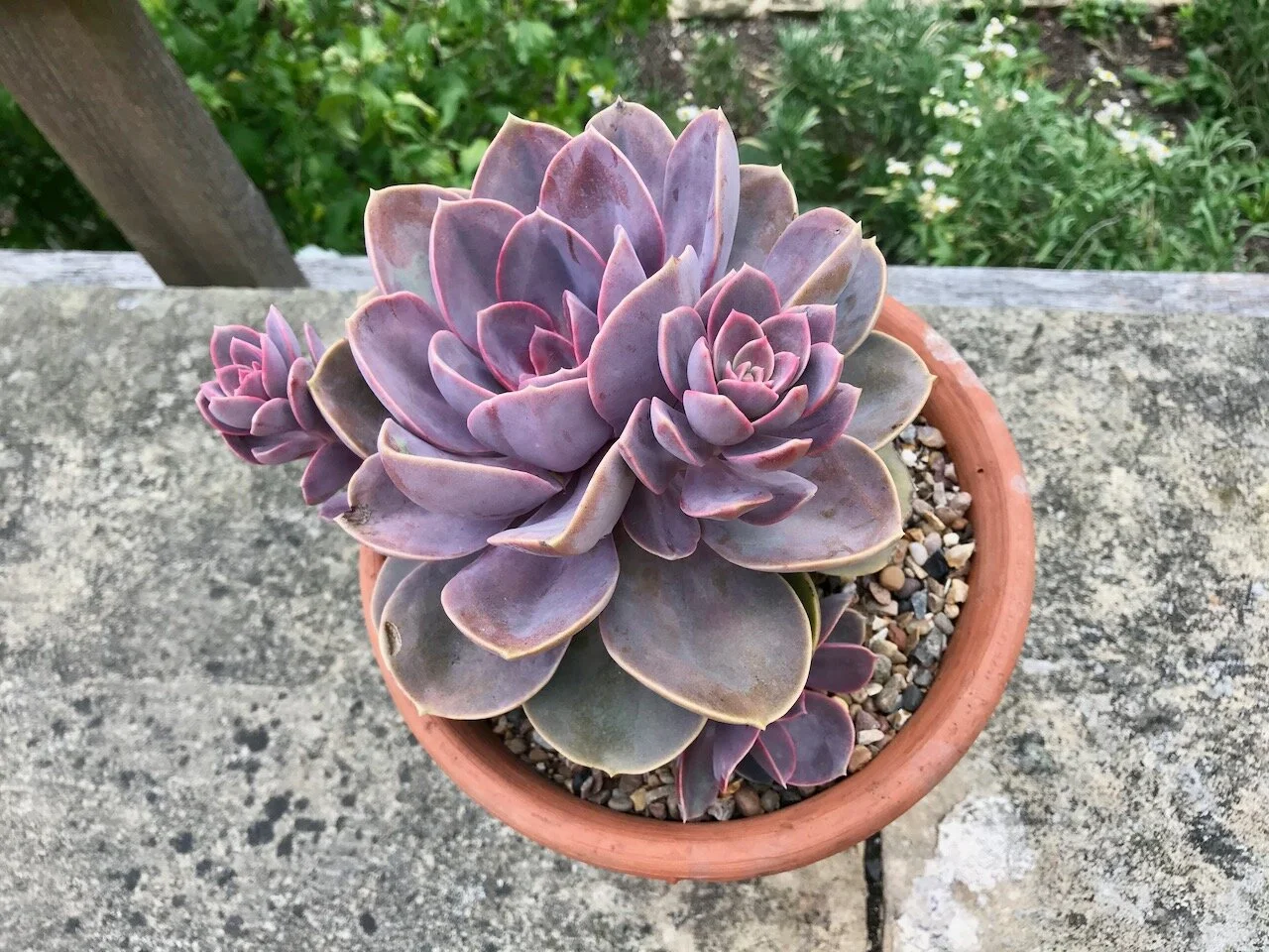 dusky pink terracotta what's not to like