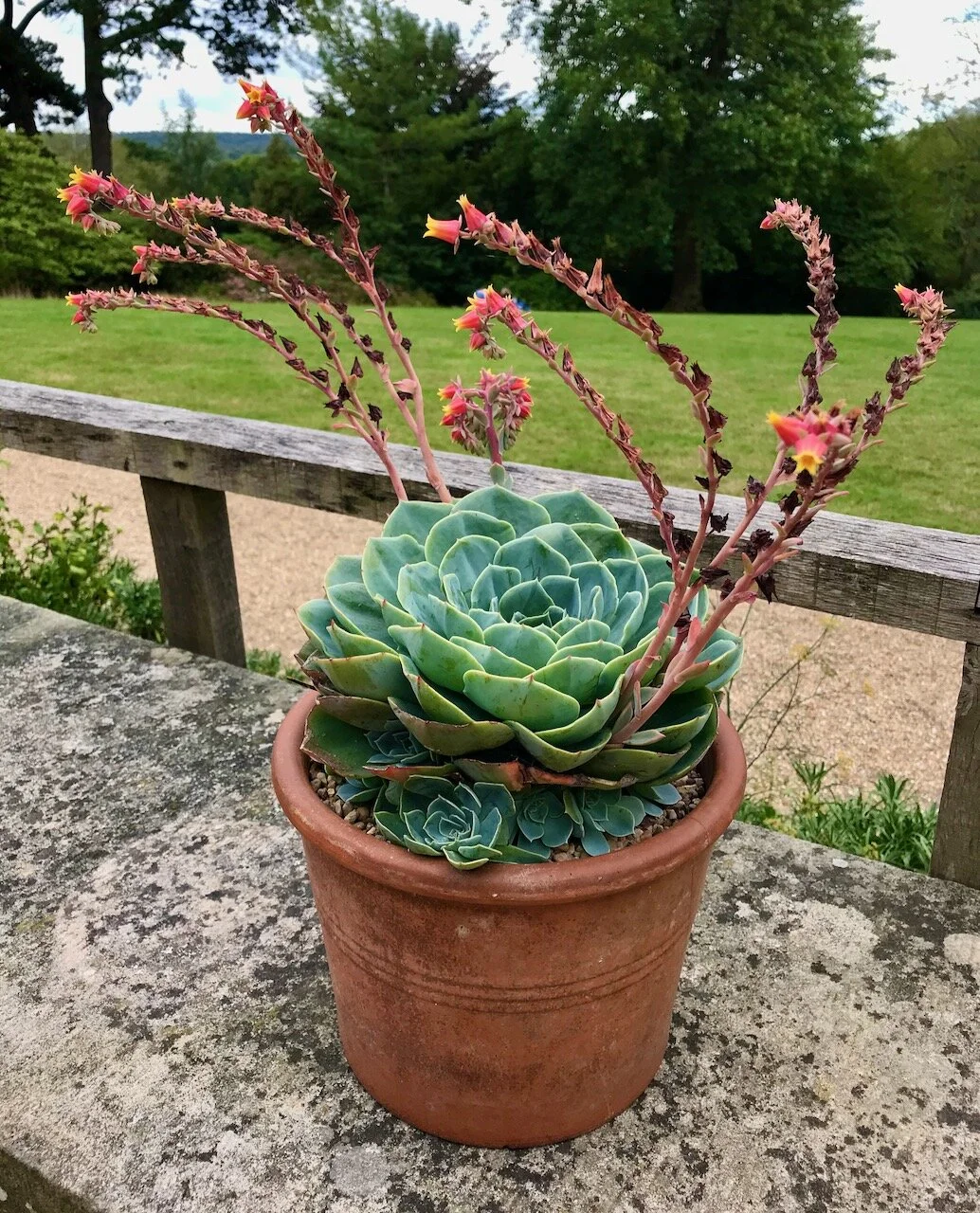 a flowering succulent