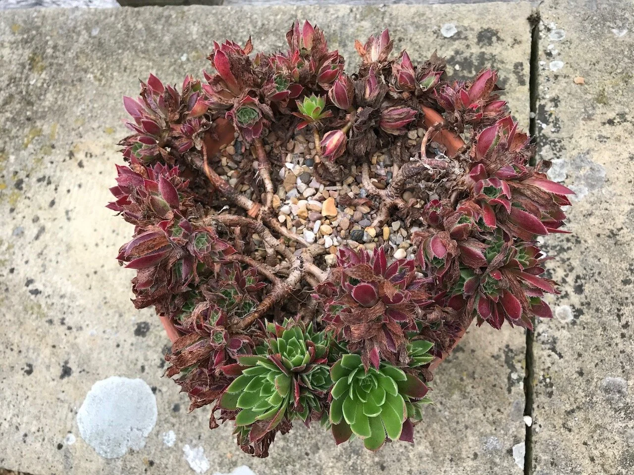migrating to the edge of the pot