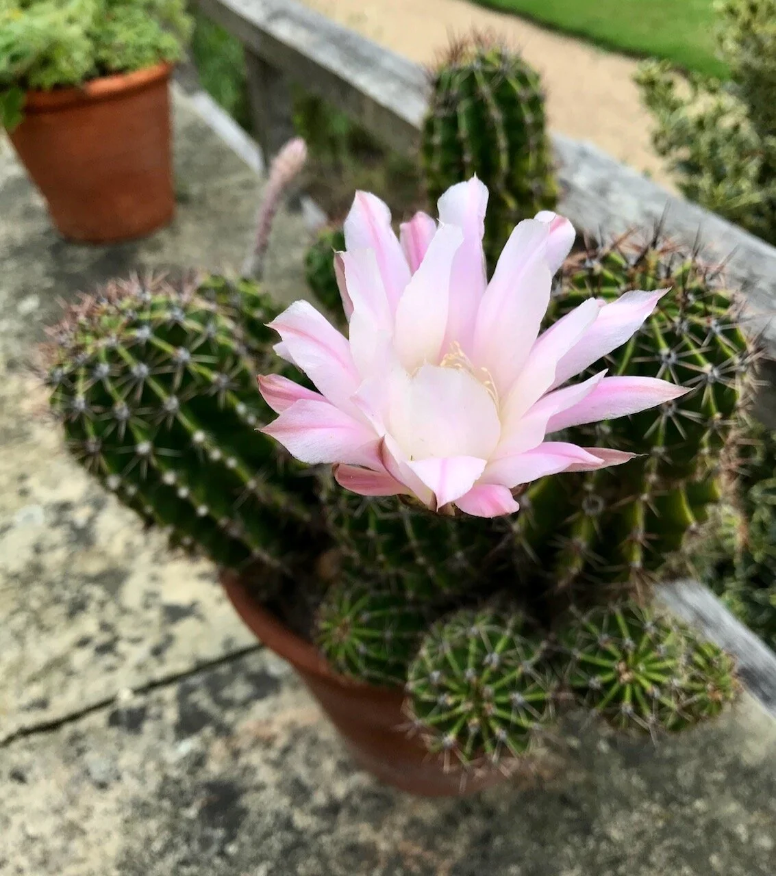a flowering cactus