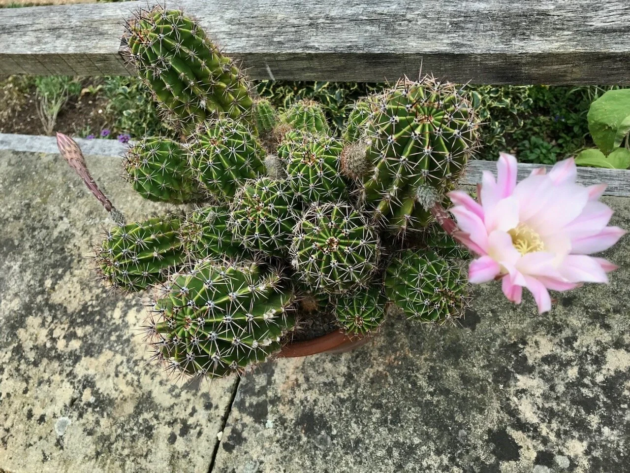 looking down onto the pretty pale pink flower