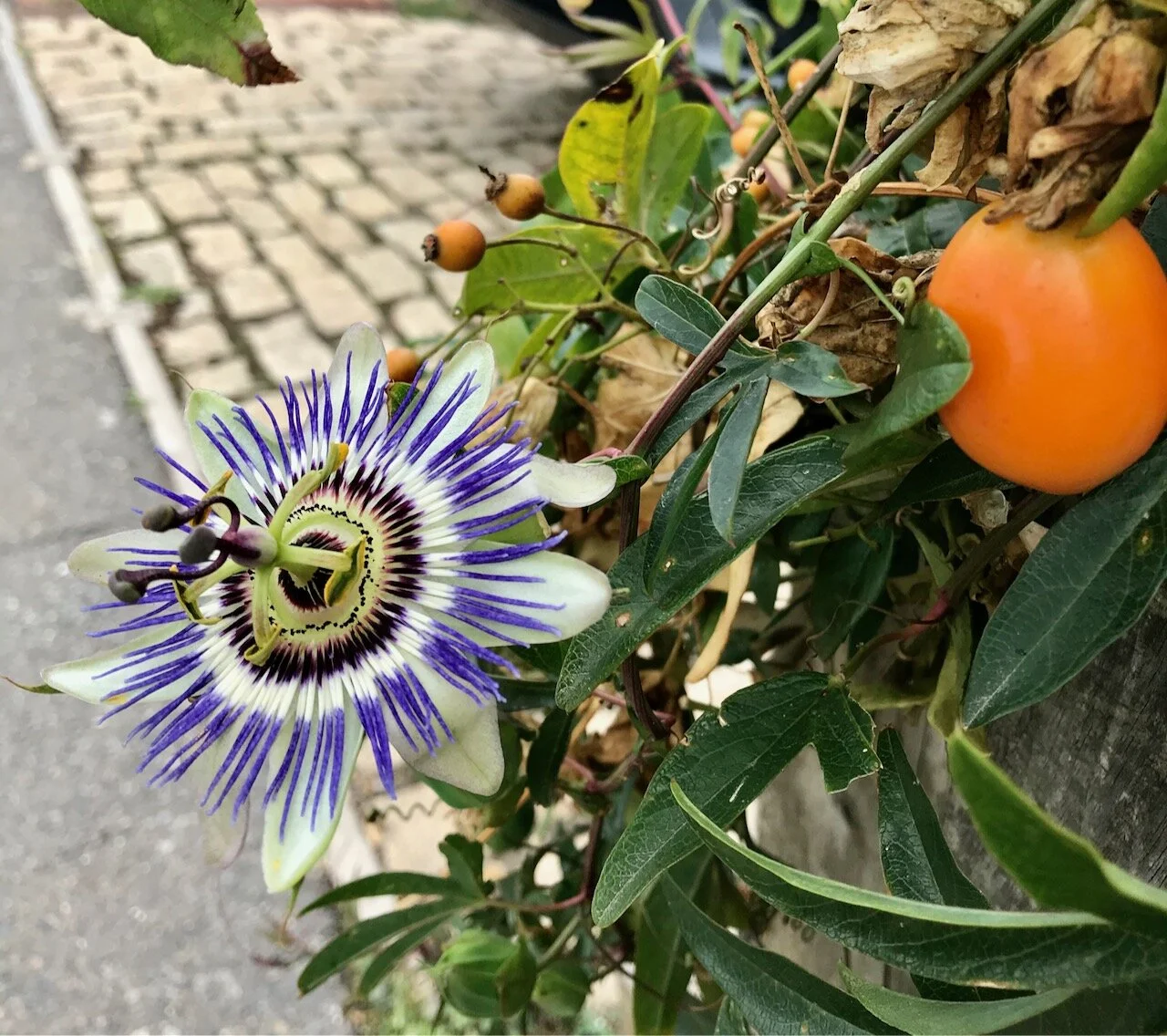 a passionflower and fruit clambering over fences