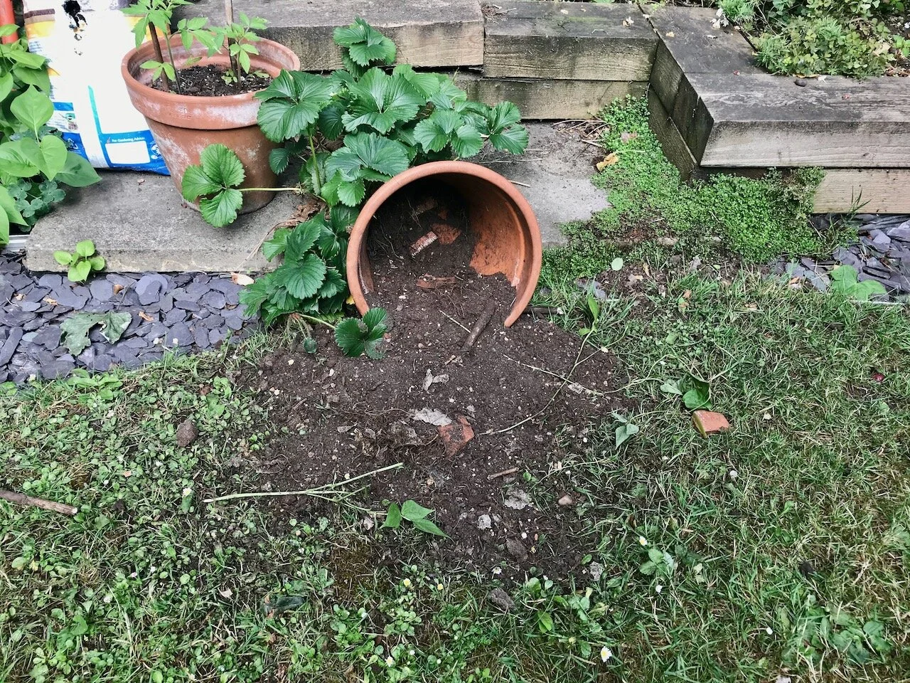 a pot of runner beans upended by the foxes