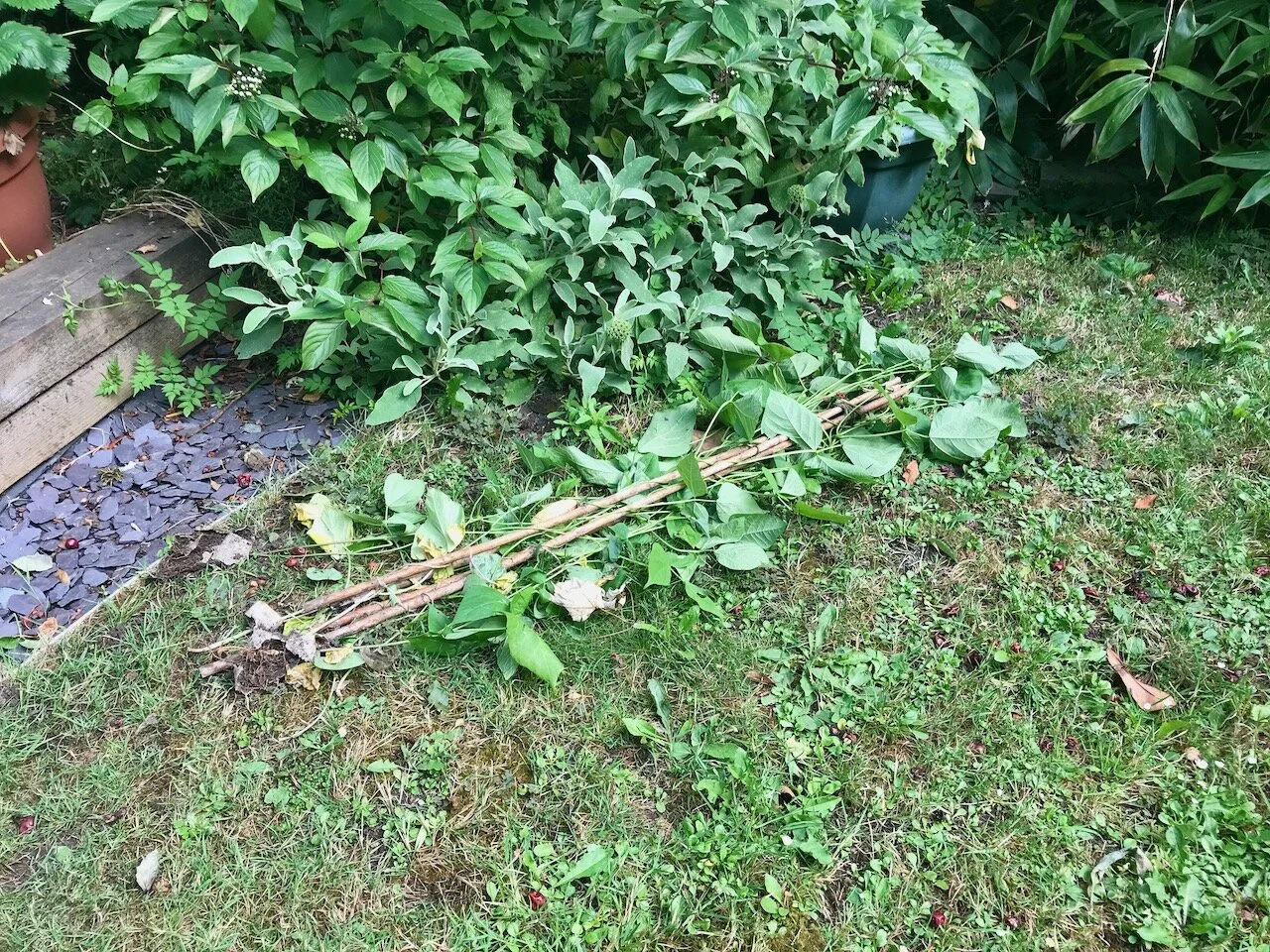 beans and canes cast aside