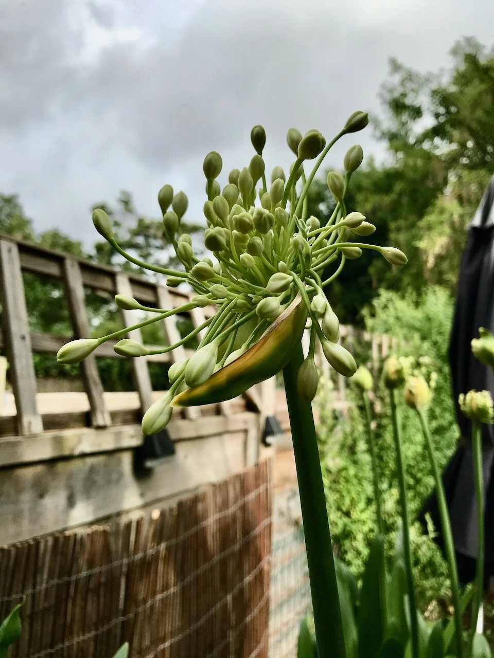 agapanthus head - not yet in bloom