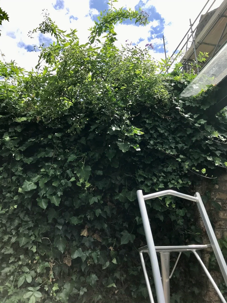 tackling the overgrown trellis on the patio - ladder's out