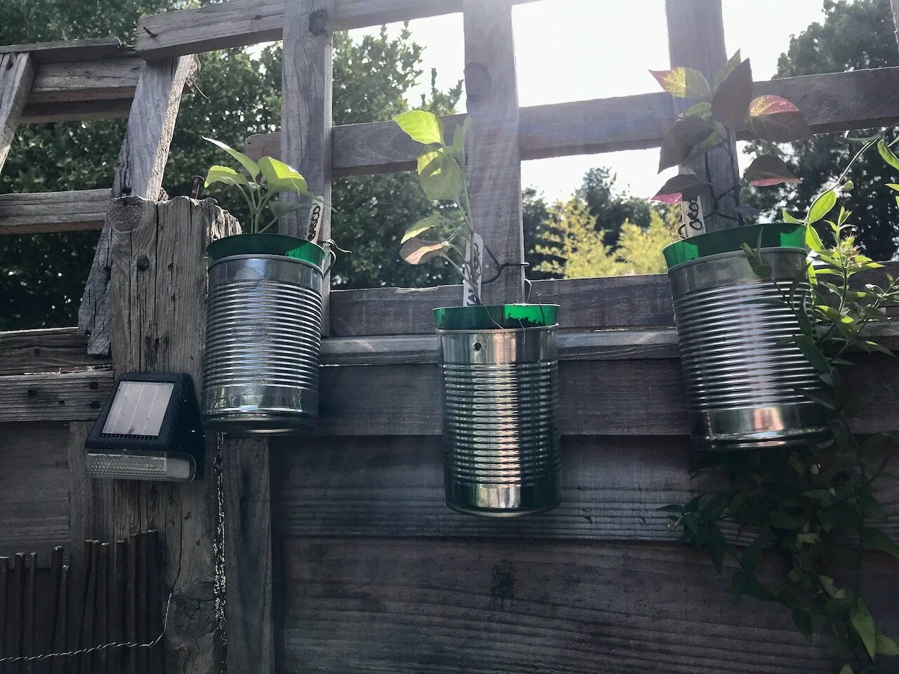 chilli plants in tin cans