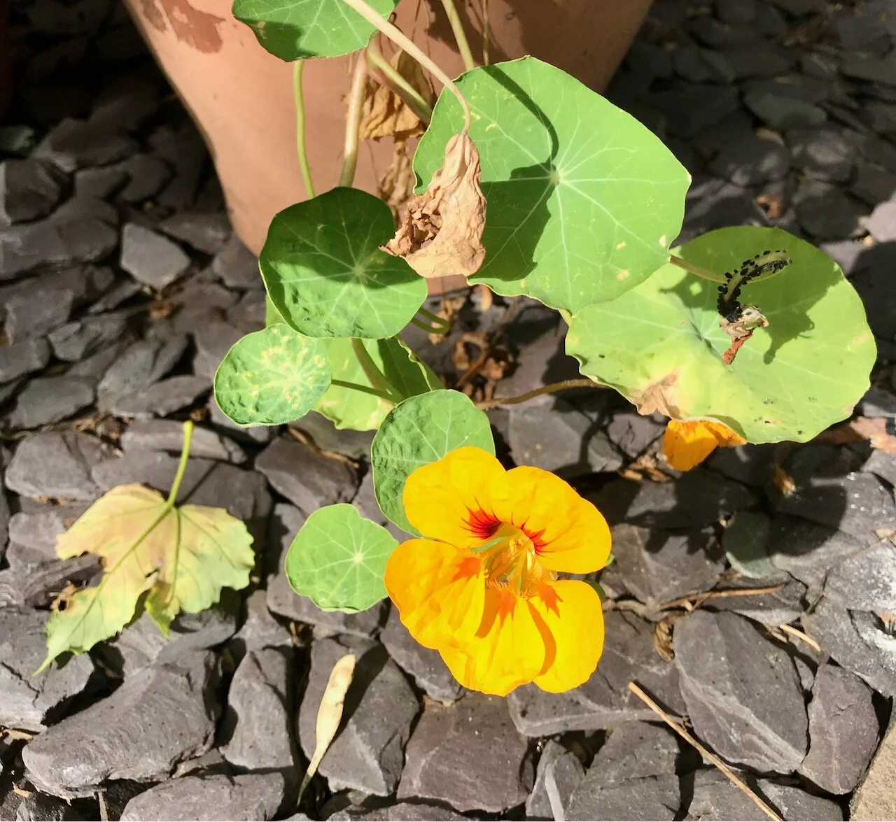 yellow nasturtium in the sun