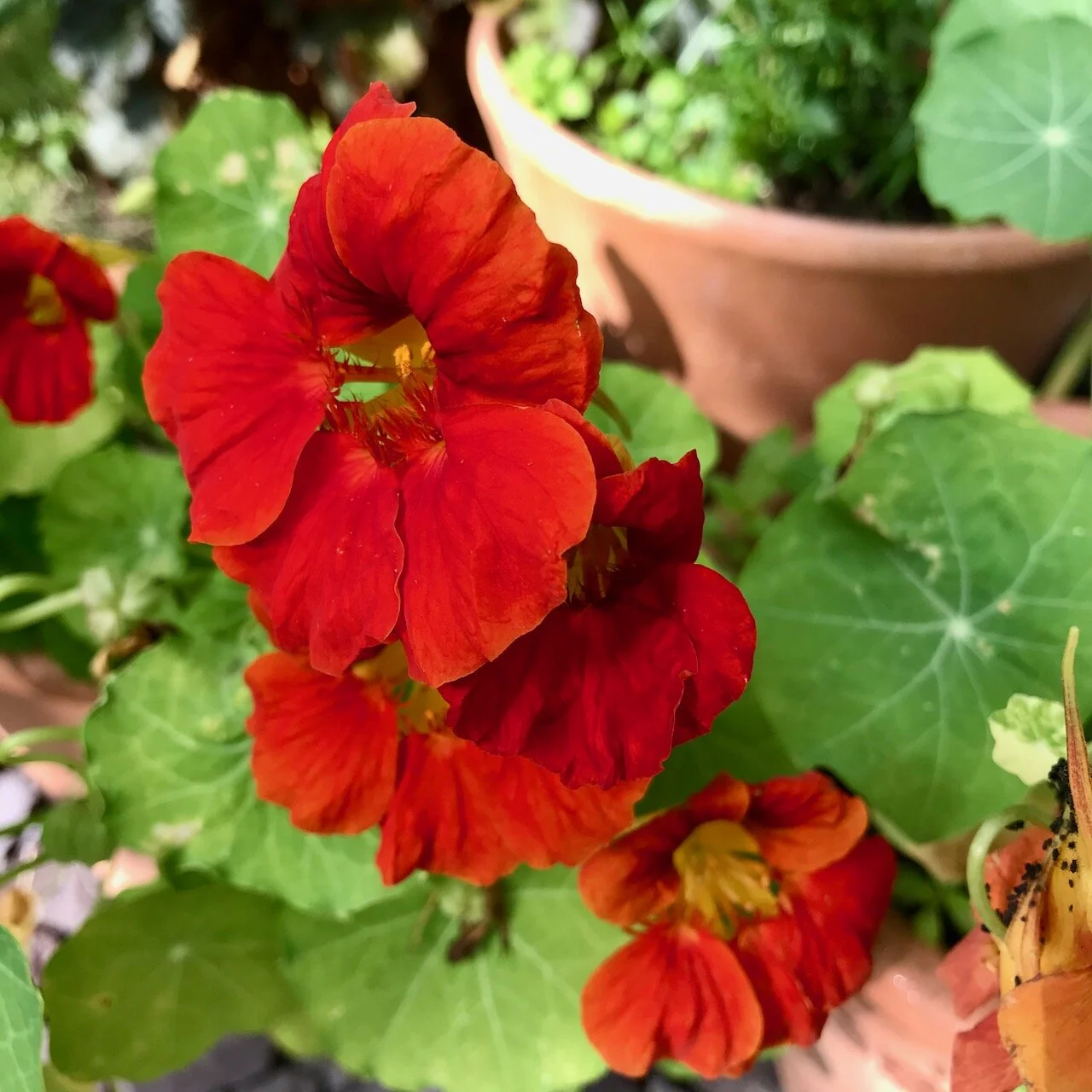 red nasturtiums too