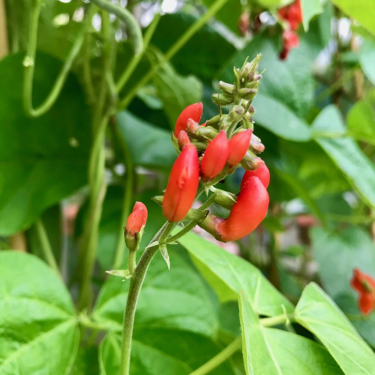 runner bean flowers