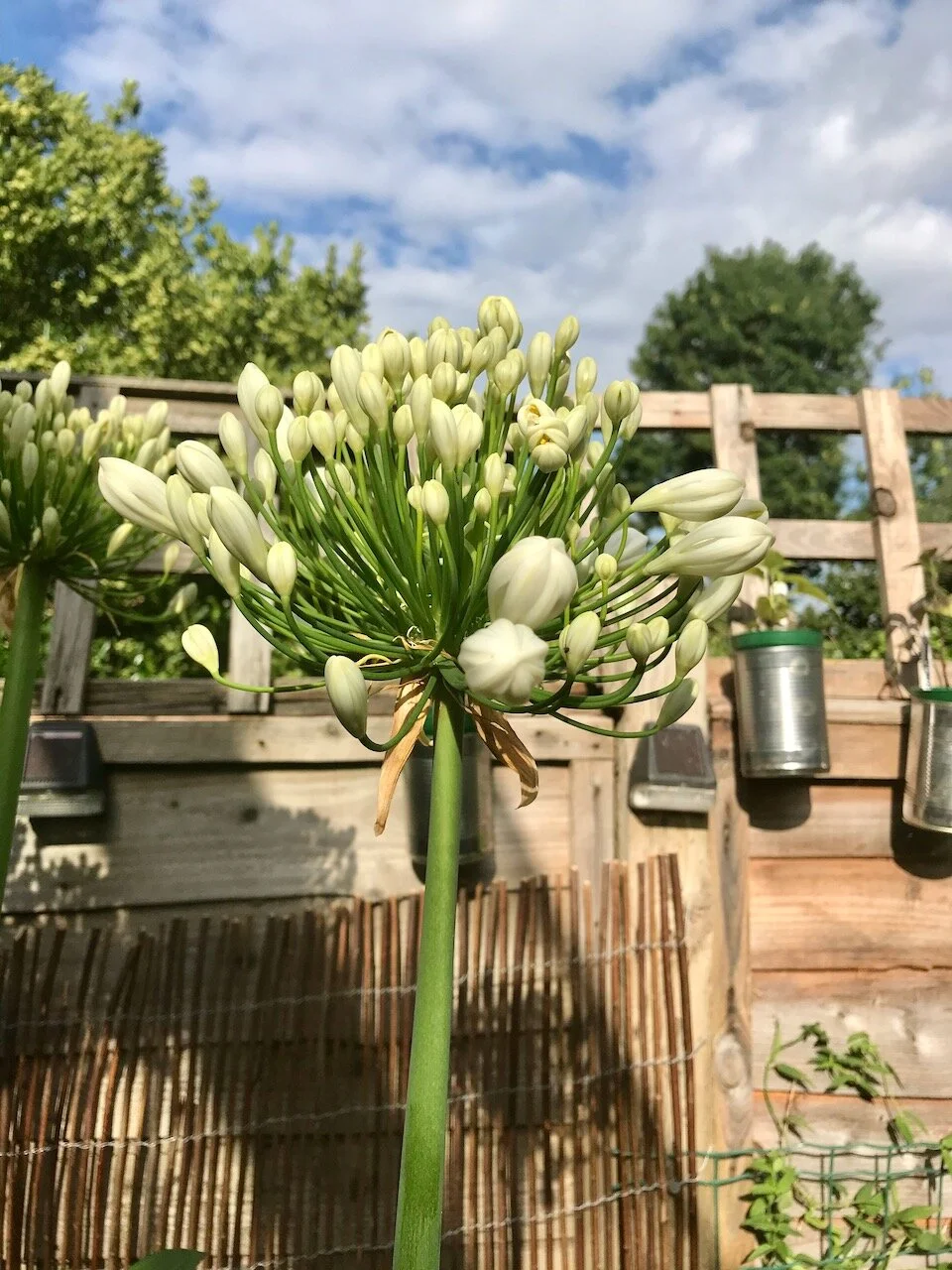 the agapanthus flowers are almost opening