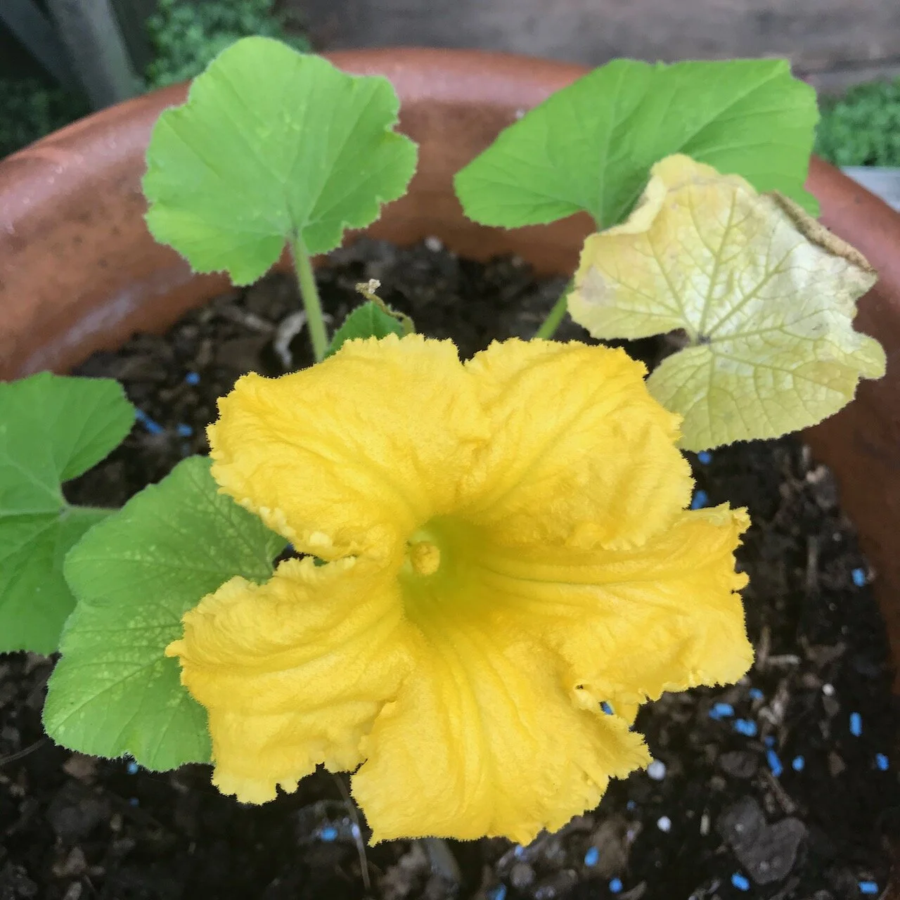 a flower on the squash