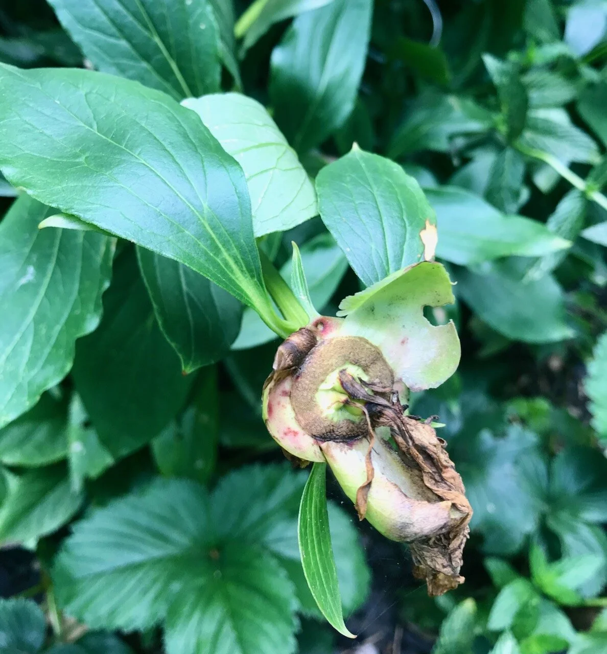 that's it from the peonies this year