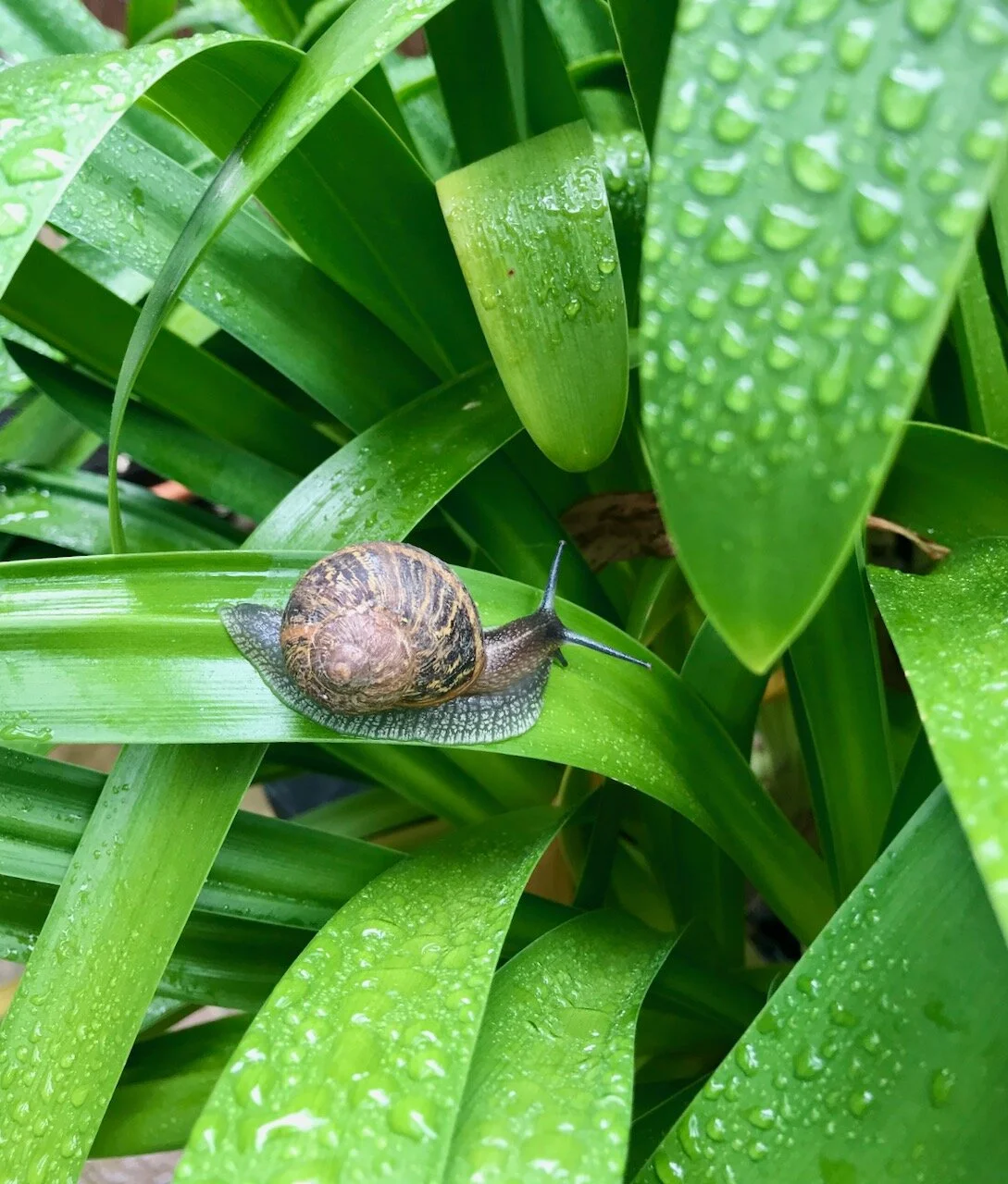 there's a snail on my agapanthus