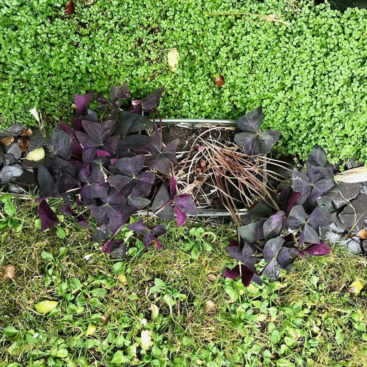 mind your own business meets purple oxalis meets grass