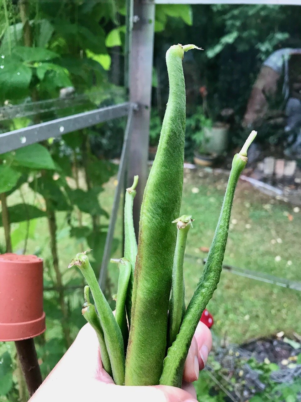 a clutch of runner beans