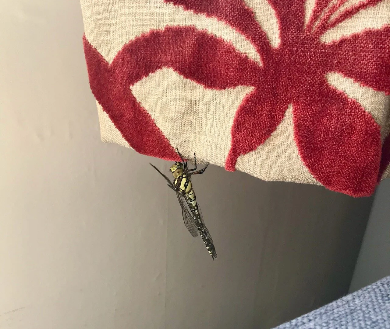 my garden visitor indoors