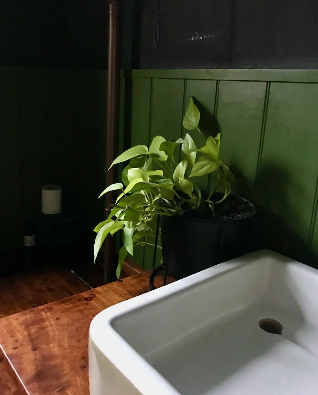 a sink a plant  - just beautiful