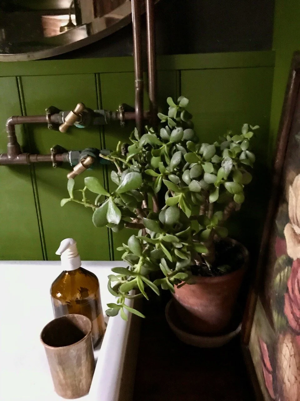 a money plant alongside the sink