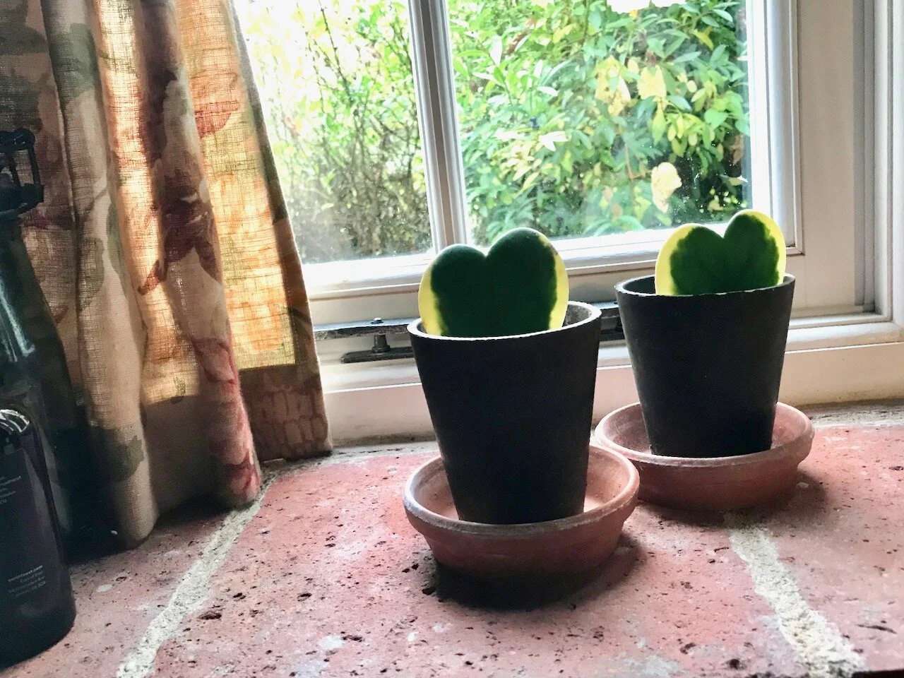 heart shaped plants on the windowsill