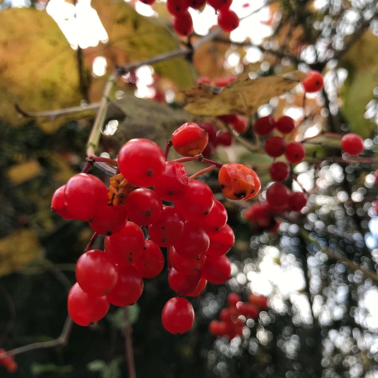 red berries on an autumn tree