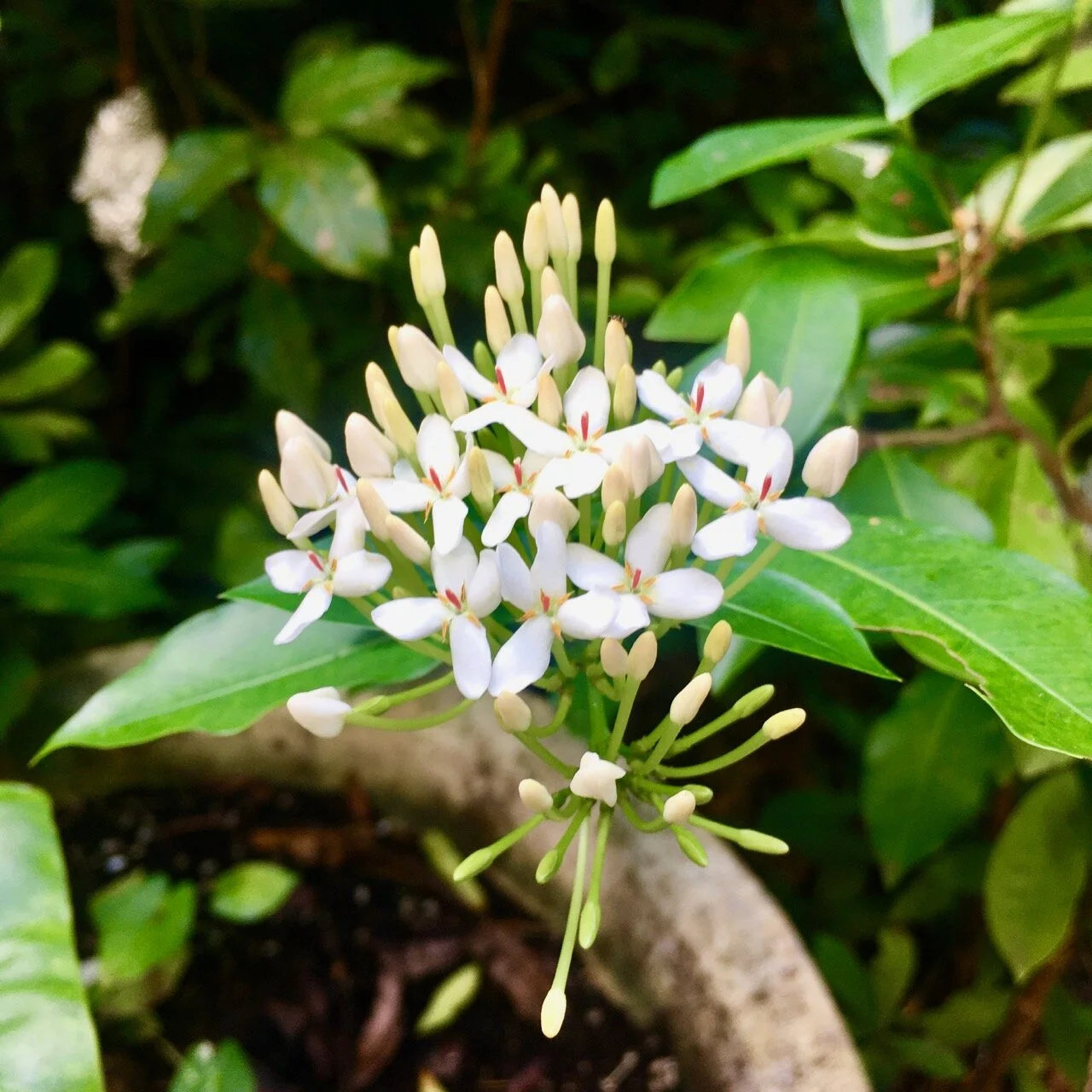 in the white garden at andromeda botanical gardens
