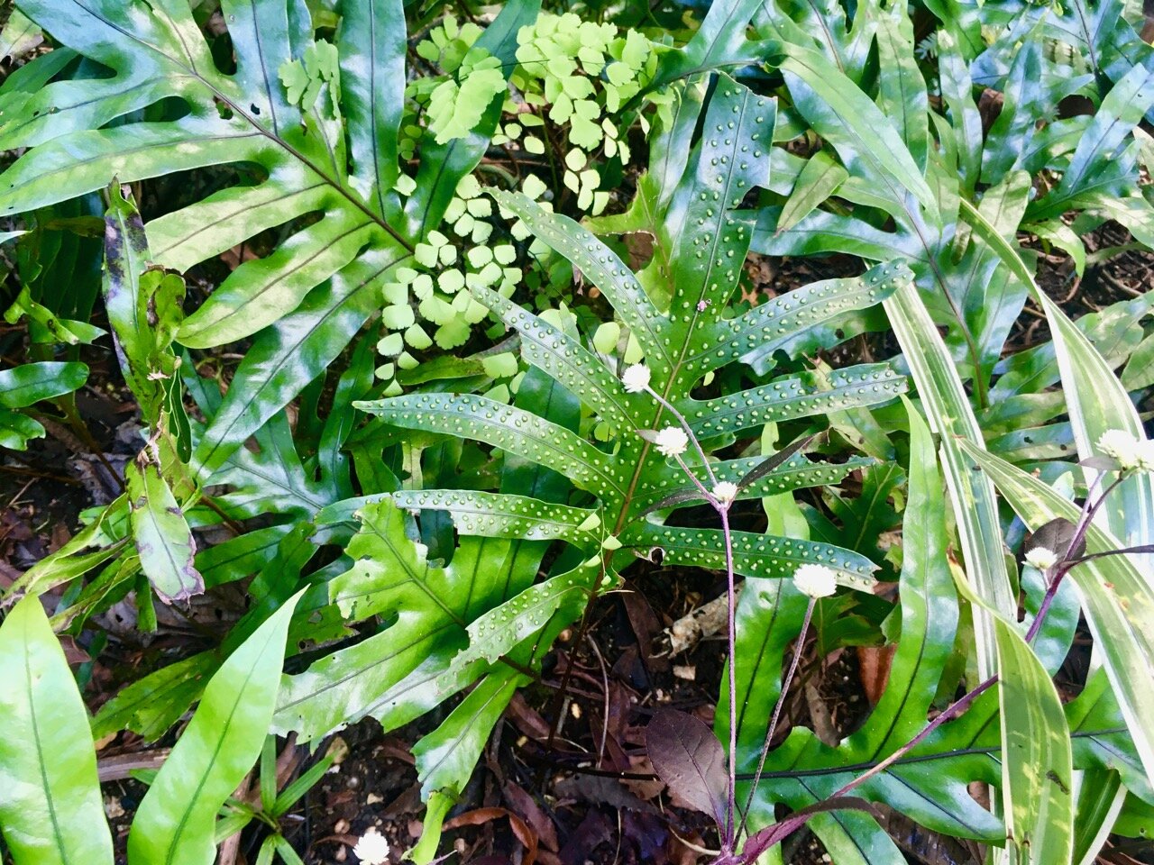 green and froths of white