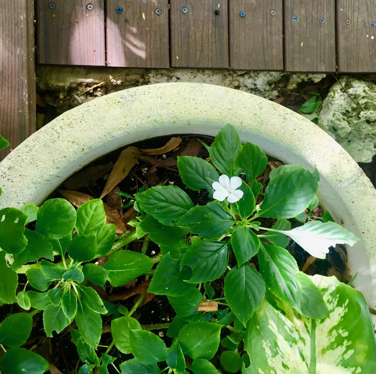 a pot edge and decking
