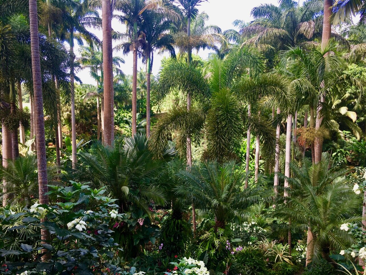looking over palm trees and lush greenery