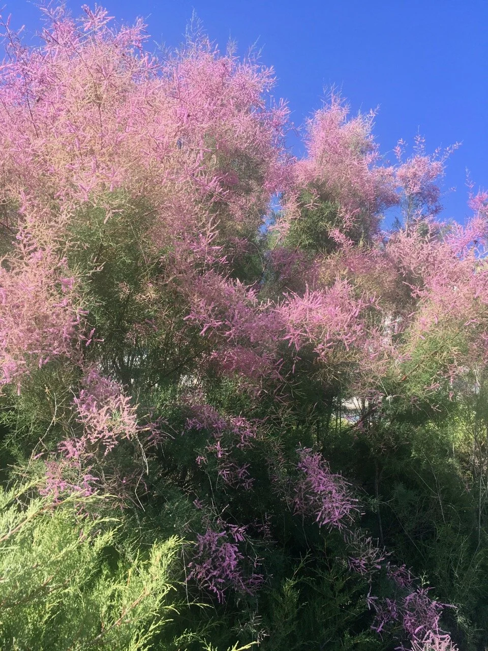 blue skies and lilac blooms