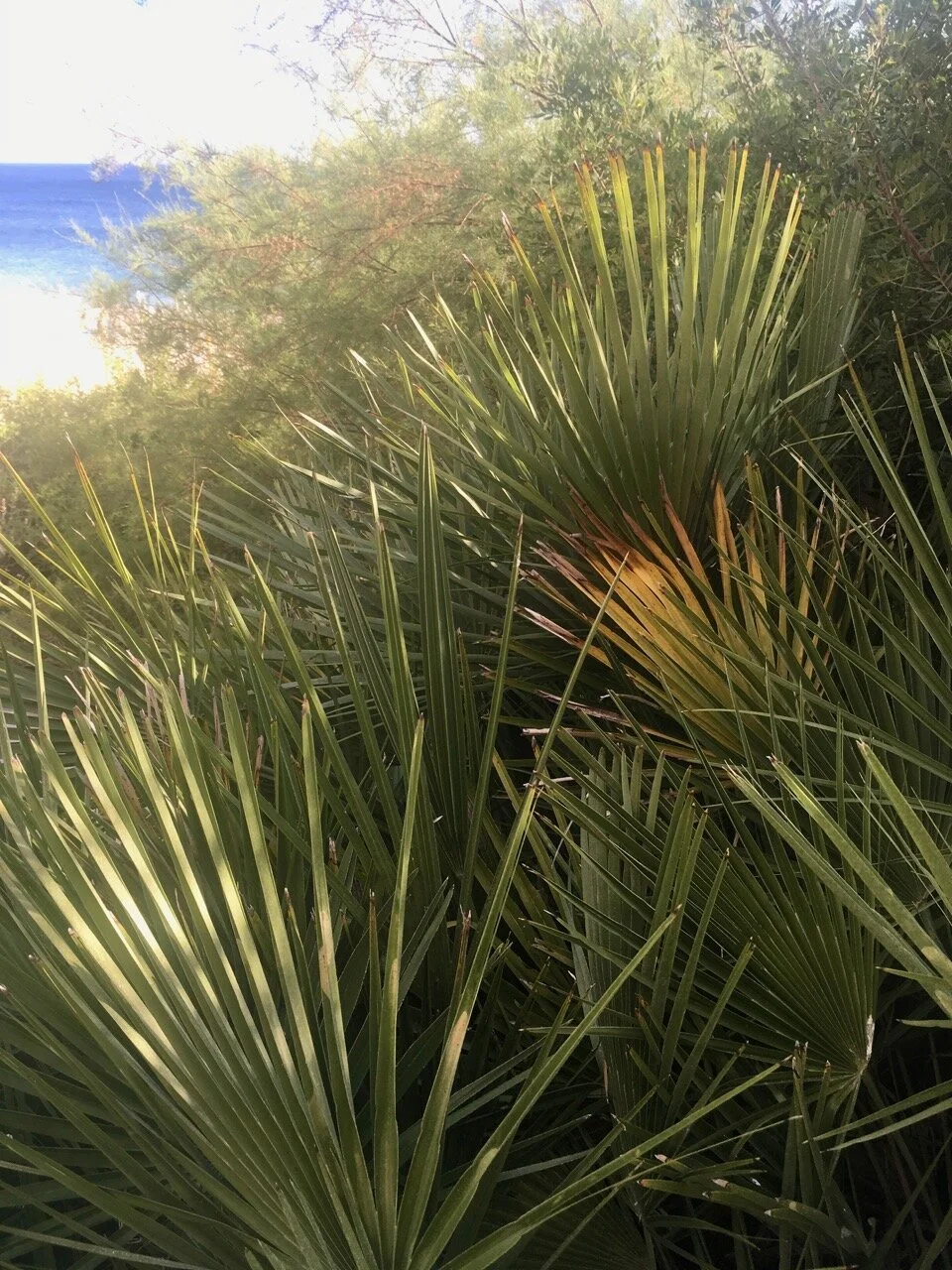 spiky ferns