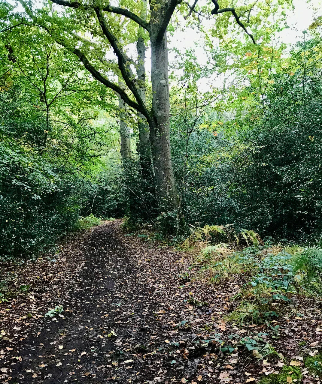 starting our woodland walk in Petts Wood
