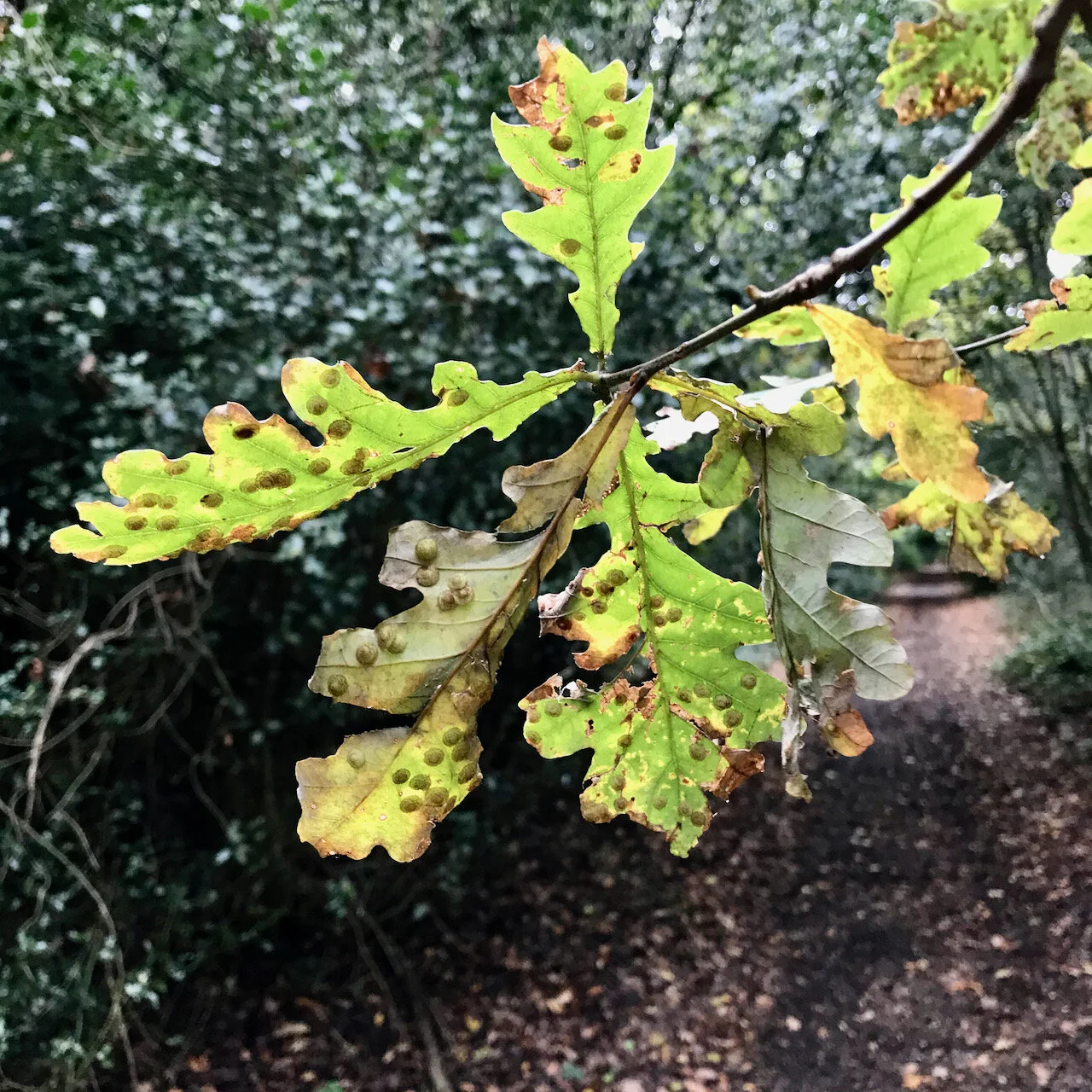 oak leaves in autumn