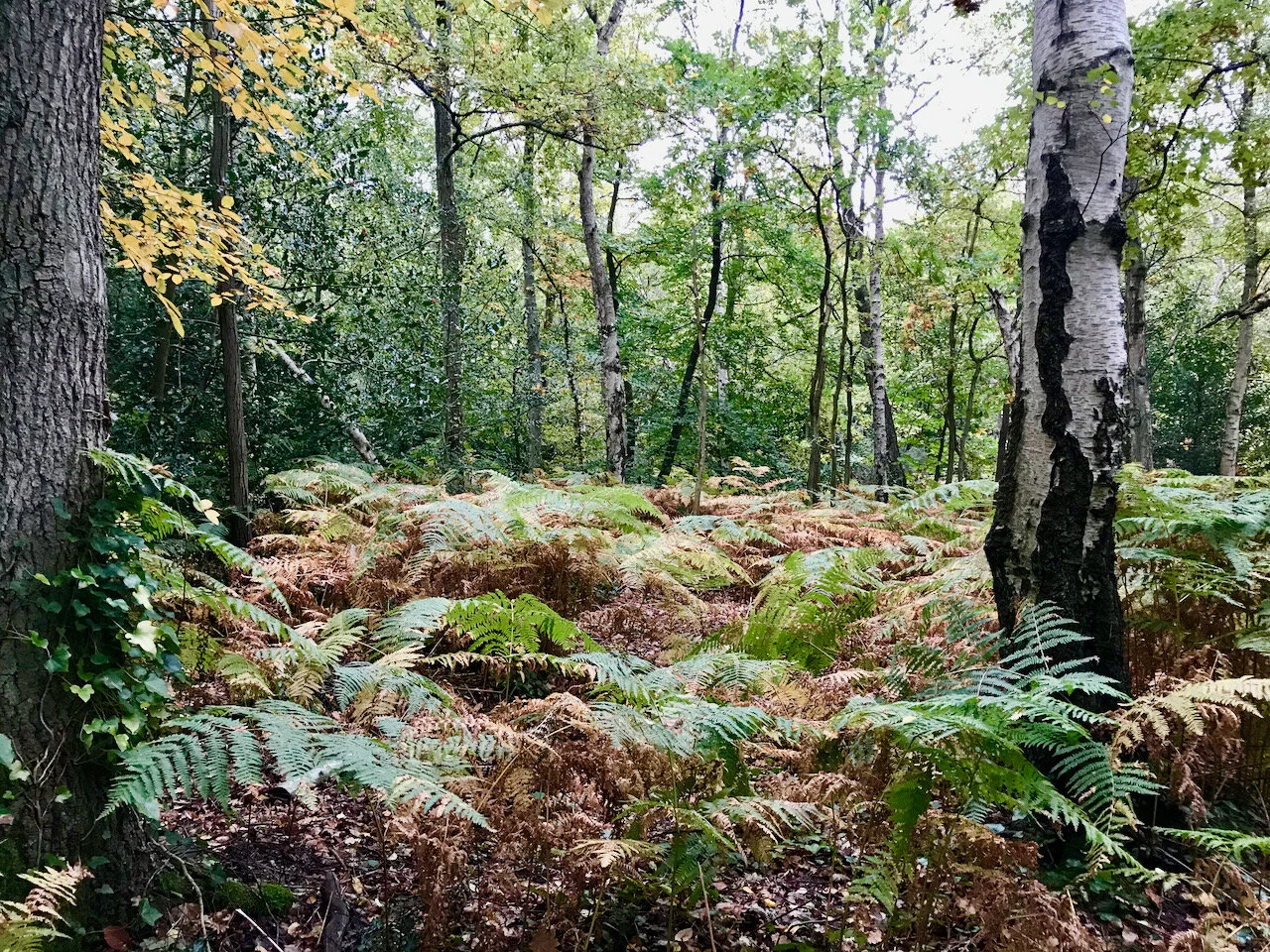 looking across the bracken