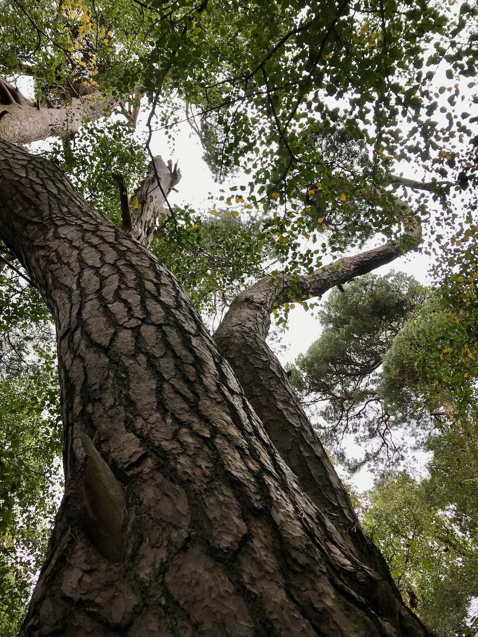 looking up into the trees