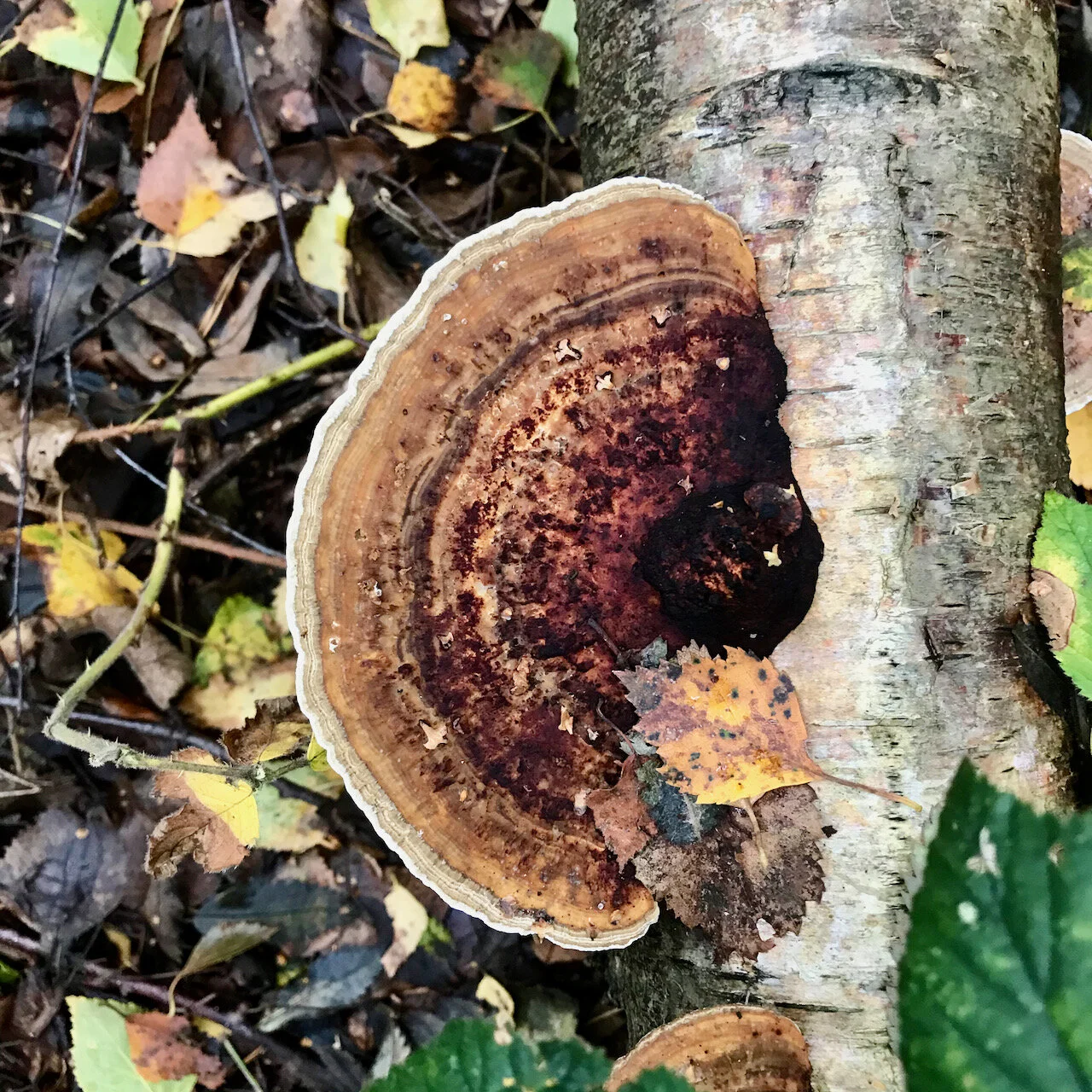 funghi on a fallen trunk