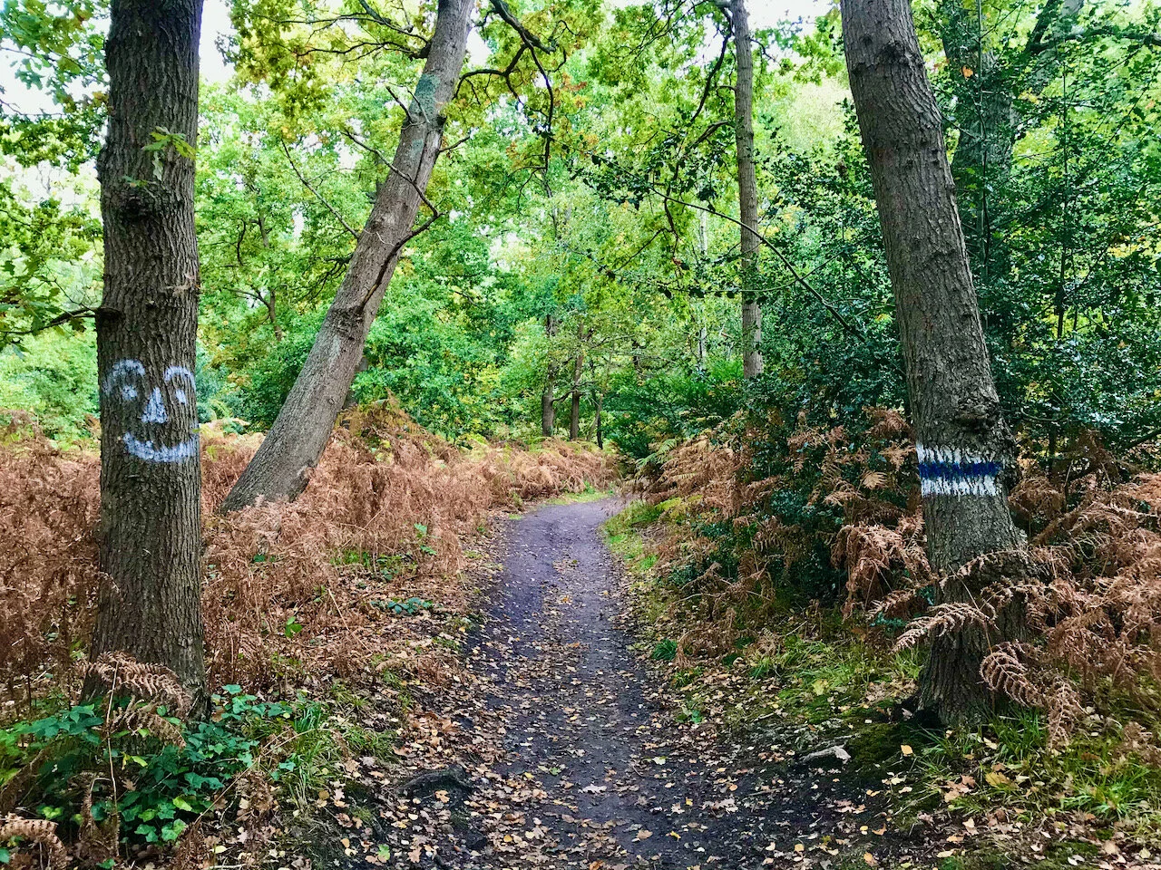 markers on the trees