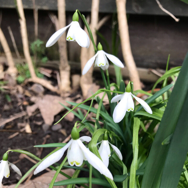 snowdrops