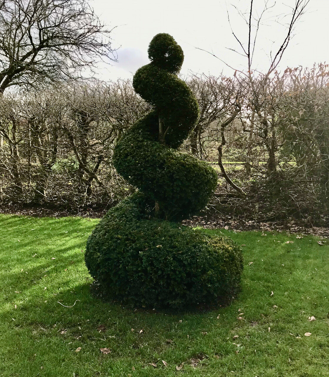 A swirl of a tree.jpeg
