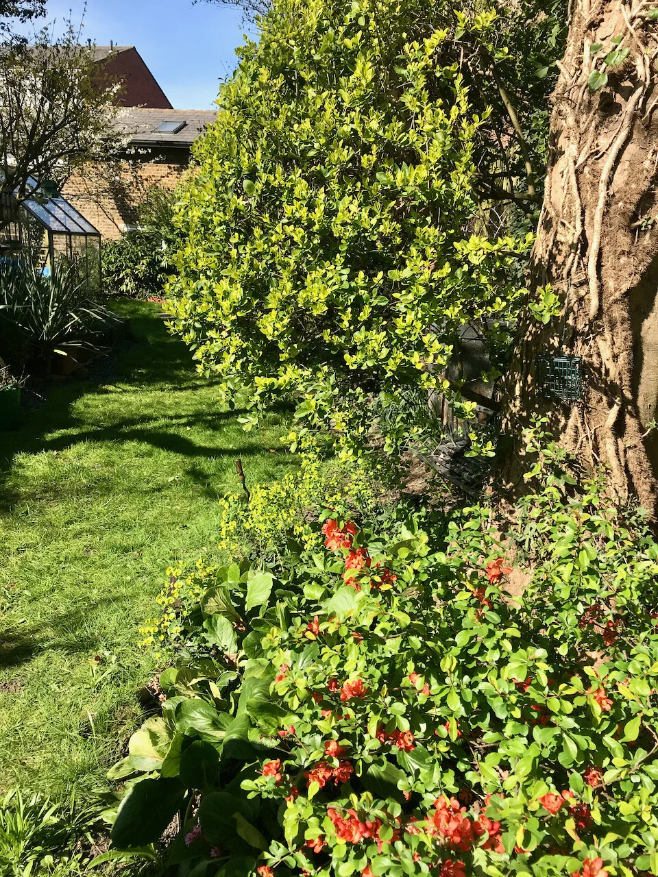 sun in the garden.jpeg