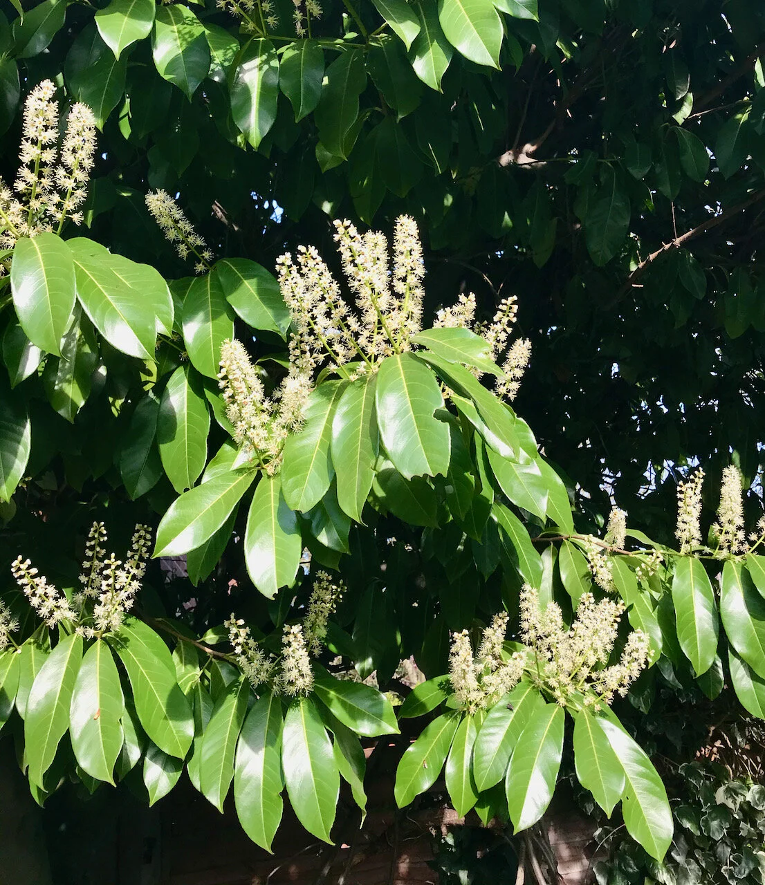 laurel tree flowering.jpeg