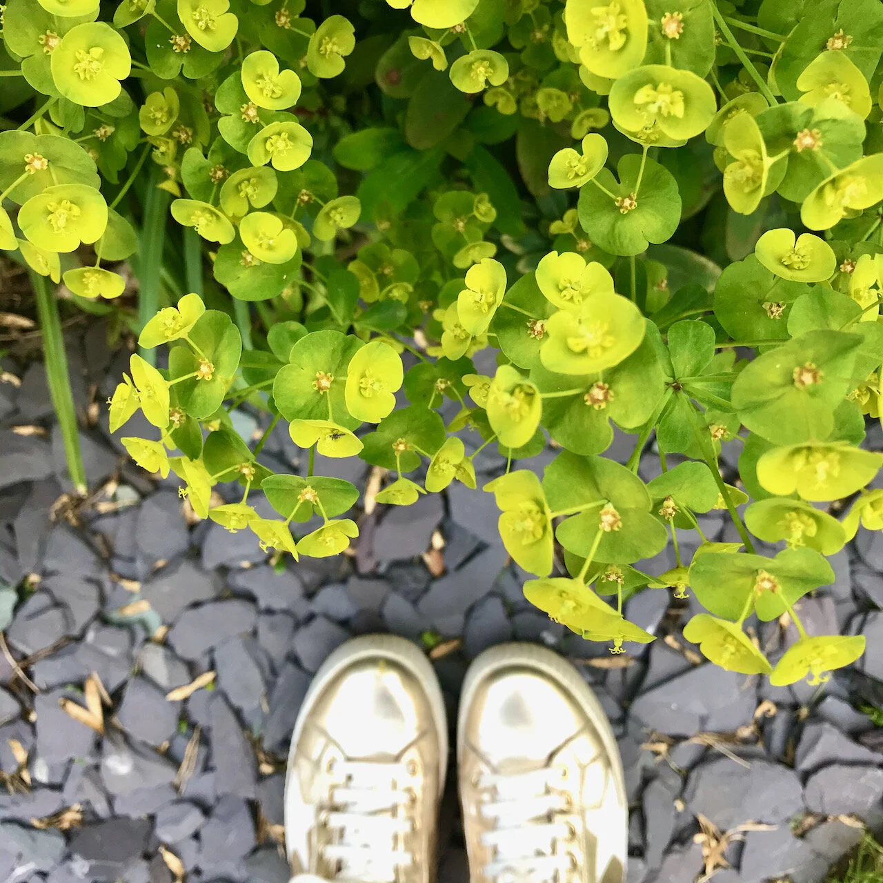 IMG_4432.jpeg