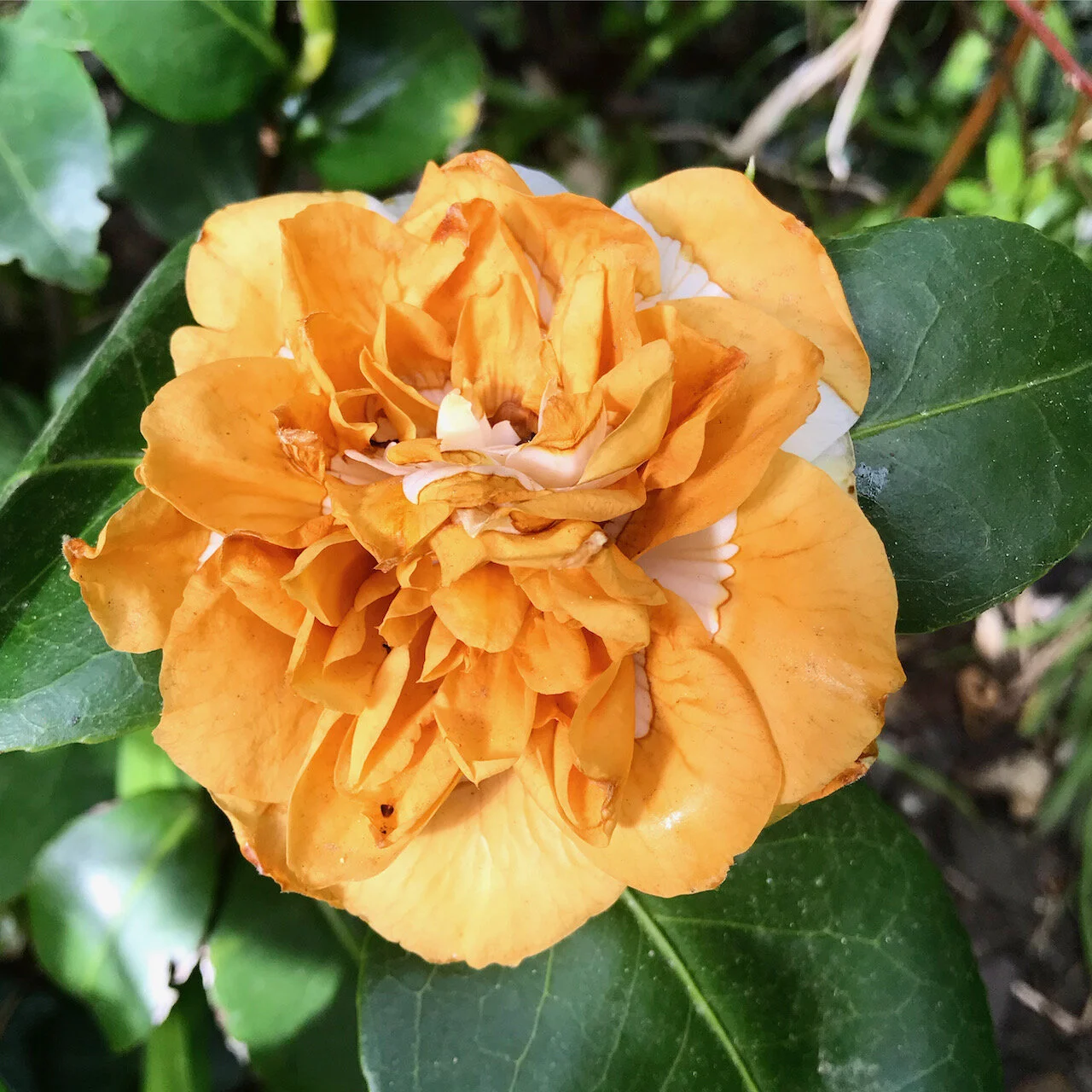a faded camellia, originally white