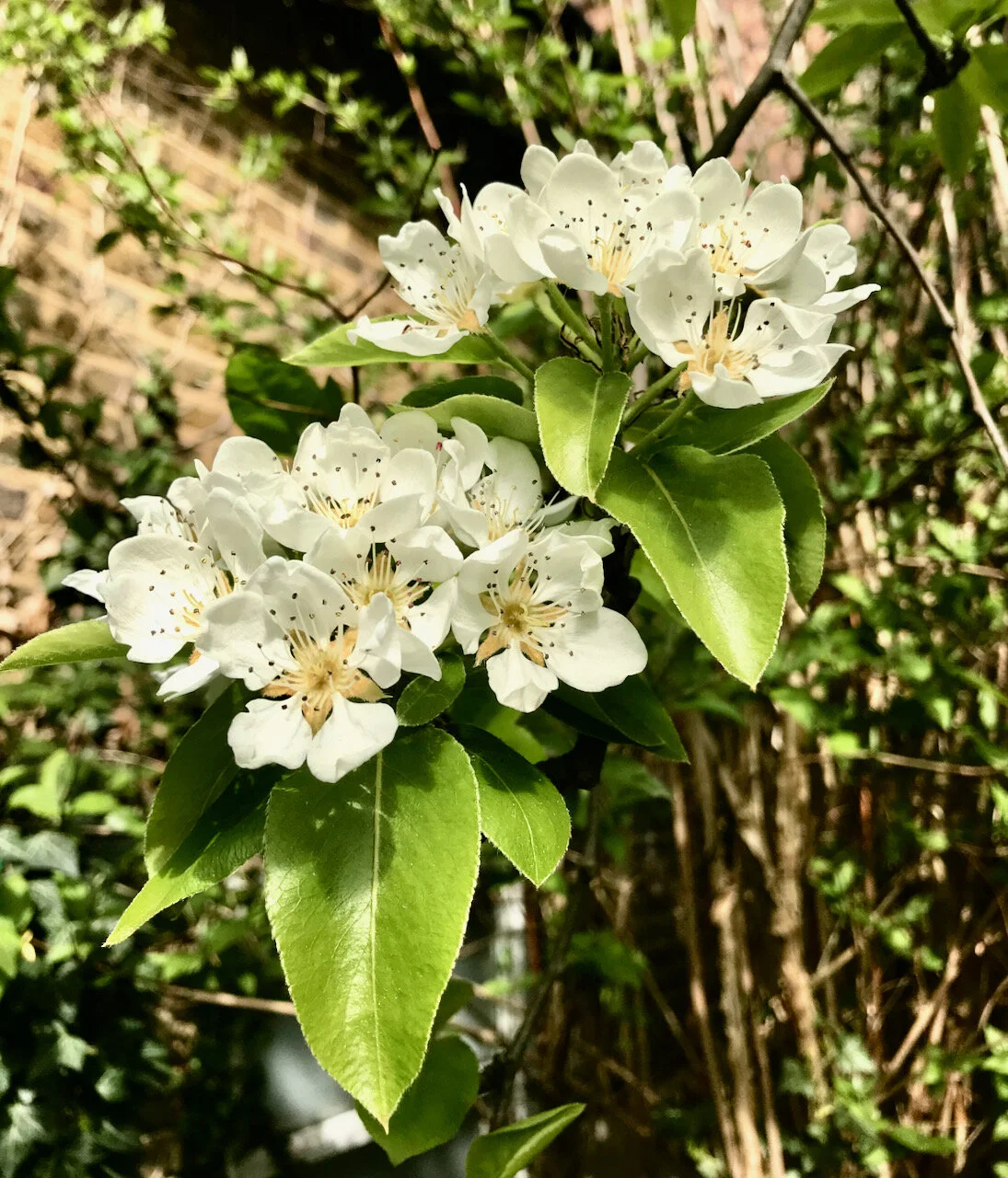 blossom on the pear tree.jpeg
