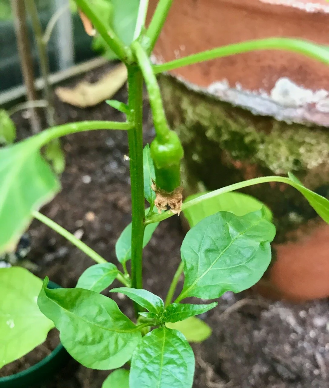 chillies in the greenhouse.jpeg