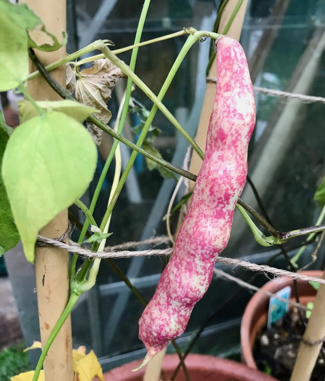 borlotti beans.jpeg